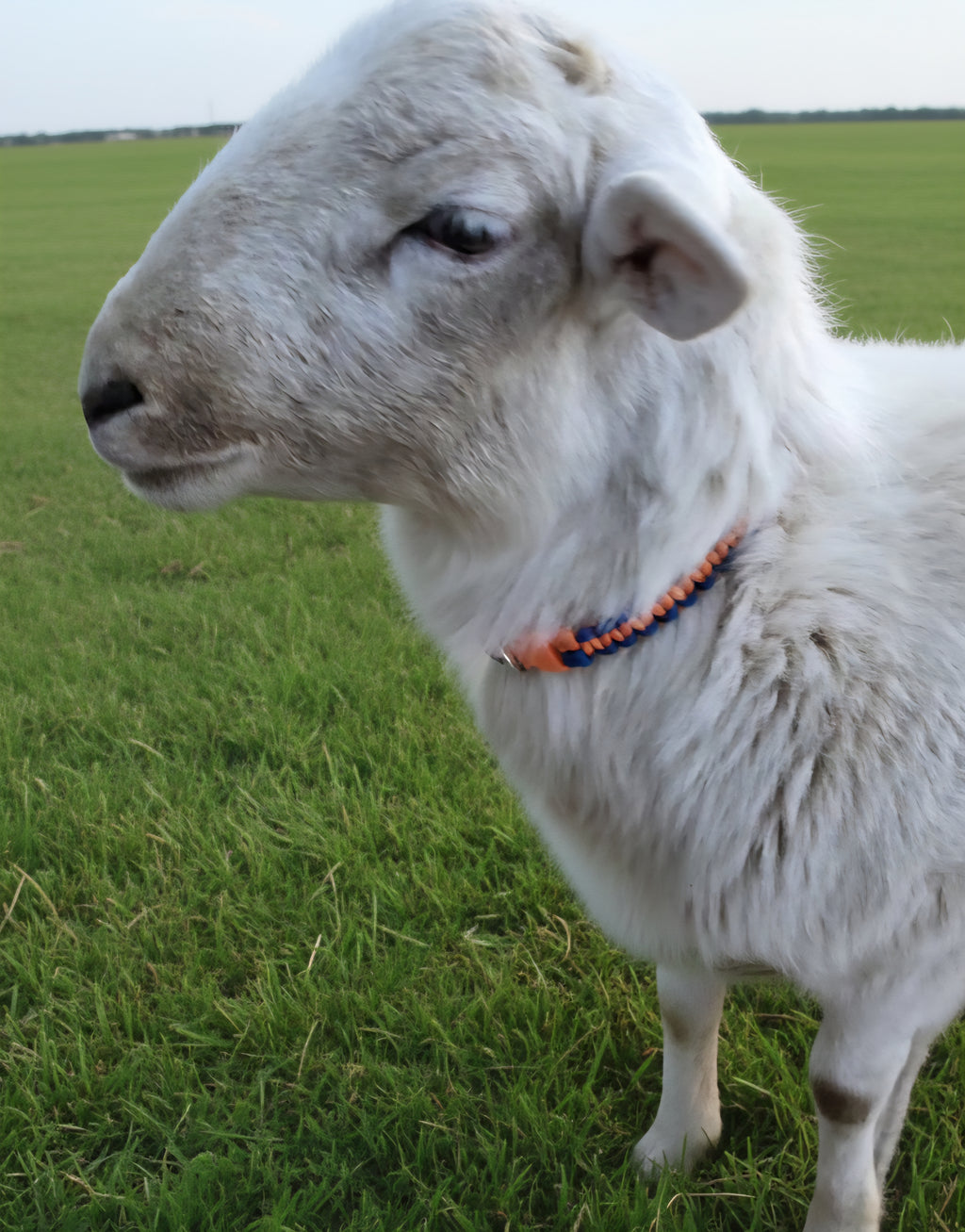 Charity Collar (2 Colors)