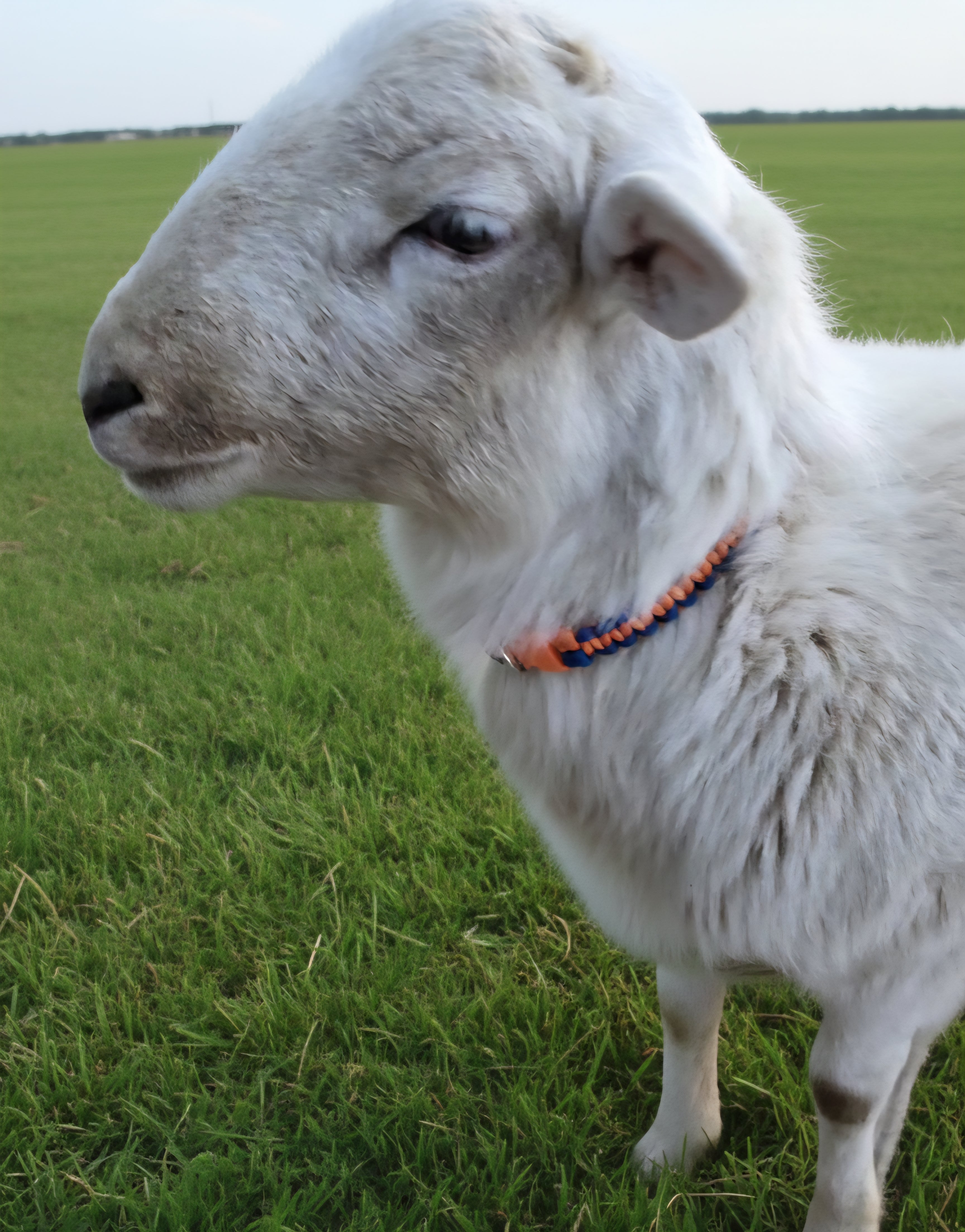 Charity Collar (2 Colors)